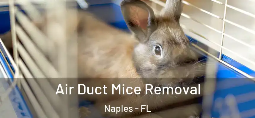 Air Duct Mice Removal Naples - FL