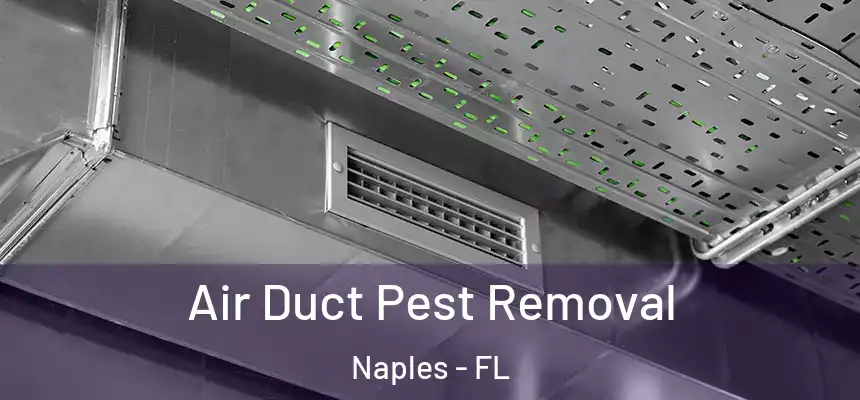 Air Duct Pest Removal Naples - FL