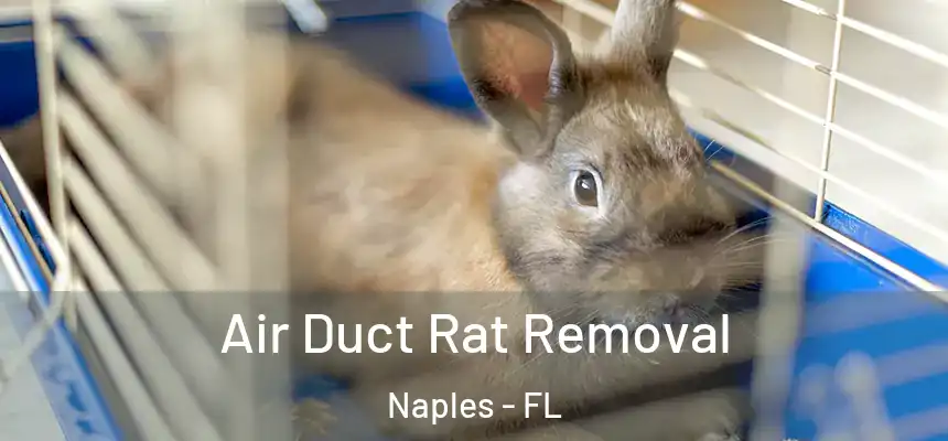 Air Duct Rat Removal Naples - FL